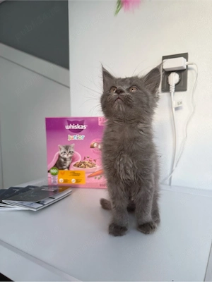 puiut de maine coon - imagine 3