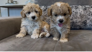 Maltipoo  pudel