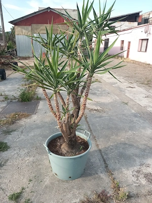 Vand Yucca in ghiveci mare