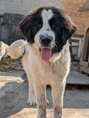 Disponibil femela Ciobanesc Romanesc de Bucovina 