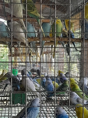 papagali peruși