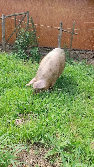vând porc de tăiat 