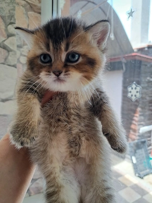 British shorthair golden shaded - imagine 3