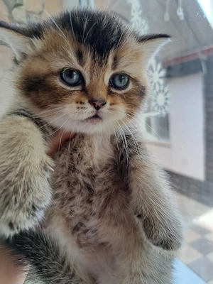 British shorthair golden shaded - imagine 2