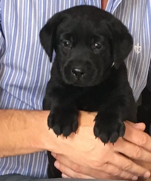 Labrador Retriever 