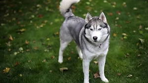 Ofer spre adoptie femela Husky Siberian