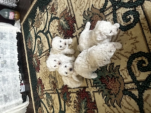 Vând pui  bichon (creți) - imagine 3