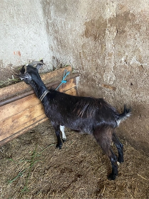 capra negestanta din mama alpina 