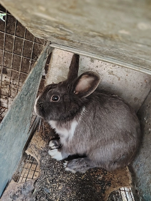 6Iepuri crescuți natural 