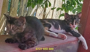 Ofer spre adoptie pisicute dragalase!
