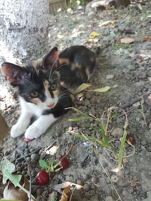 Ofer spre adoptie pisicute dragalase! - imagine 3