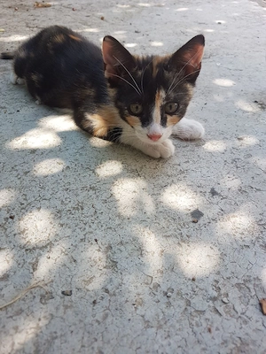 Ofer spre adoptie pisicute dragalase! - imagine 2