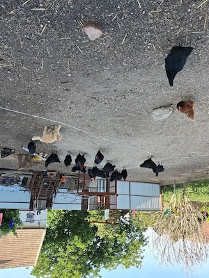 Vind cocoși de 5 luni - imagine 4
