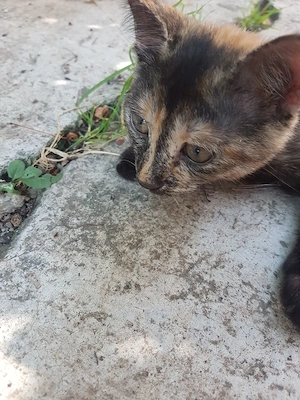 Ofer spre adoptie pisicute dragalase! - imagine 4