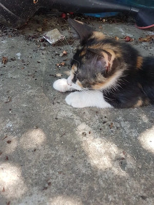 Ofer spre adoptie pisicute dragalase! - imagine 5