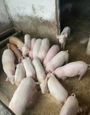 OFERTA !! vand purcei 6 saptamani 