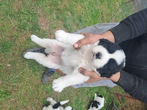 Vand catei ciobanesc de bucovina