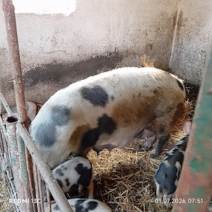 Scroafa cu 7 purcei de 7 săptămâni  - imagine 3