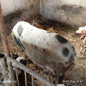 Scroafa cu 7 purcei de 7 săptămâni  - imagine 4