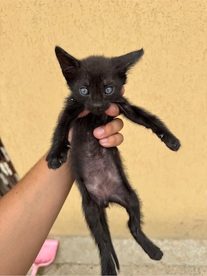 dau spre adoptie 3 pisoiasi 