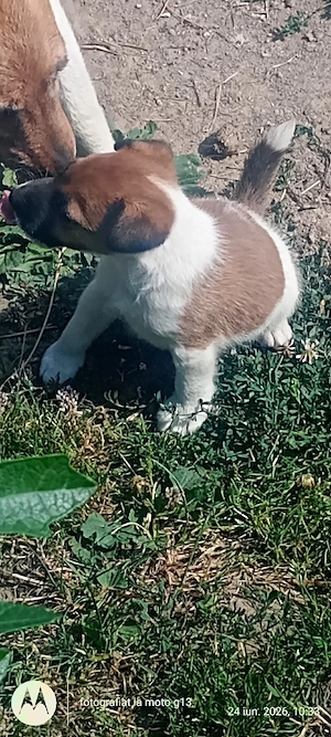 vând fetiță de tox terrier  - imagine 4