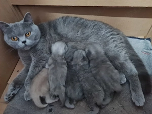 British Shorthair Blue Puiuți, masculi si femele,imediat disponibili  - imagine 4