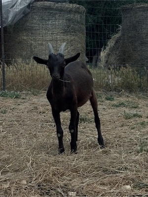 tapi Alpina franceza