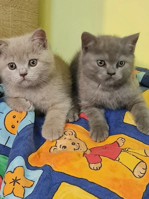 British Shorthair Blue Puiuți, masculi si femele,imediat disponibili  - imagine 2