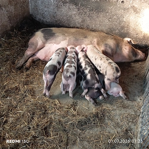 Scroafa cu 7 purcei de 7 săptămâni  - imagine 5