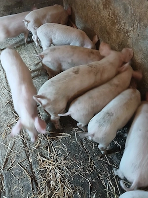 Vind purcei rasa de carne Landras cu Marele Alb 