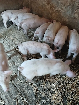 Vind purcei rasa de carne Landras cu Marele Alb  - imagine 3