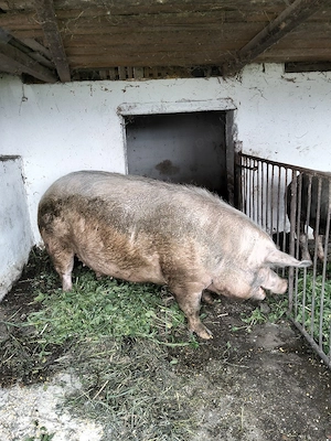 vand scroafă 