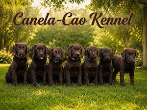 Labrador ciocolatiu