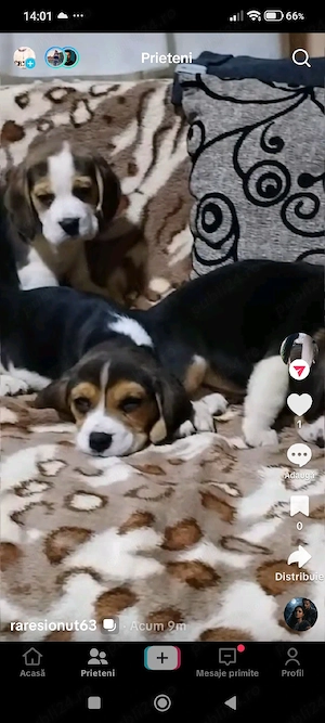 vand catei beagle tricolor - imagine 2