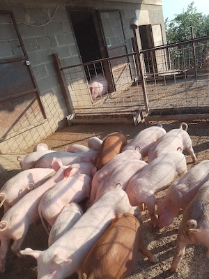 Vând purcei landrace 