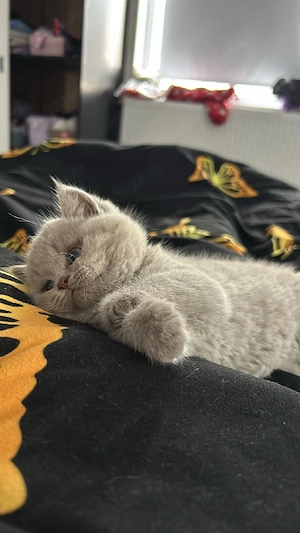 Fetita si baietel british shorthair - imagine 5