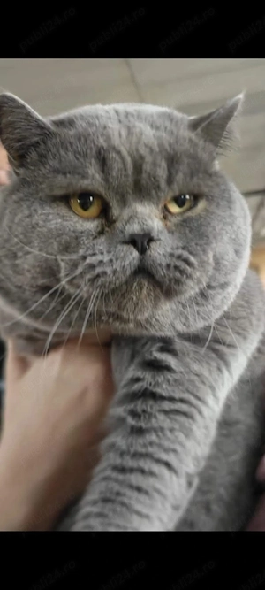 Fetita si baietel british shorthair - imagine 4