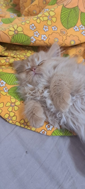 Pui persan portocaliu