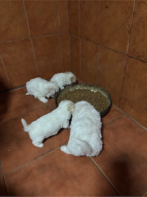 Bichon malteze 