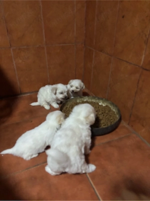 Bichon malteze 