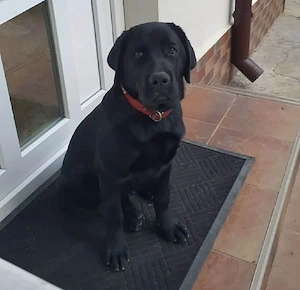 Labrador foarte frumoși  - imagine 2