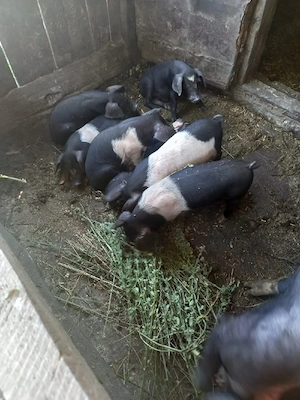 purcelusi rasa bazna