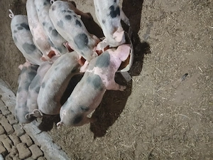 Vand purcei 9 saptamani