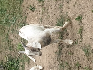 Vind un țap de aun acesta și 2 capre 