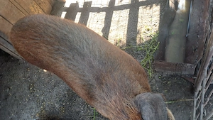 Vând  vier de montă,  rasa Duroc