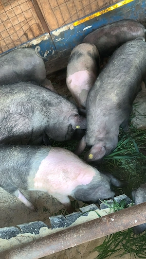 Vând porc porci mari și mici rasa Bazna 