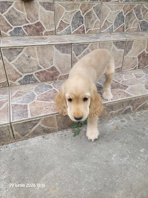 Vând căței cocker spaniel - imagine 3