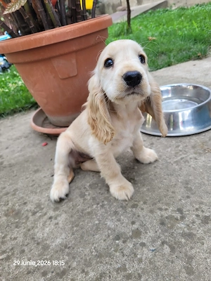 Vând căței cocker spaniel