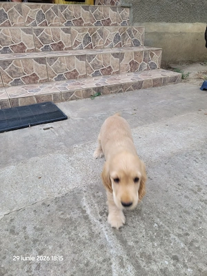 Vând căței cocker spaniel - imagine 2