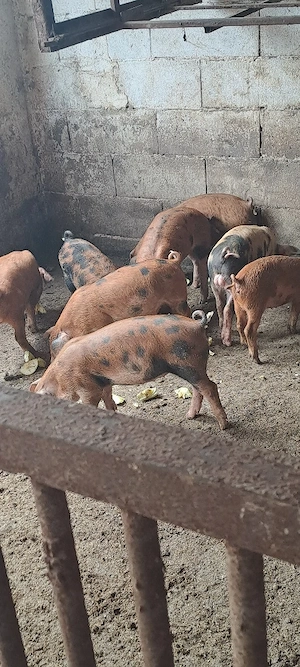 Vînd purcei duroc 10 săptămîni